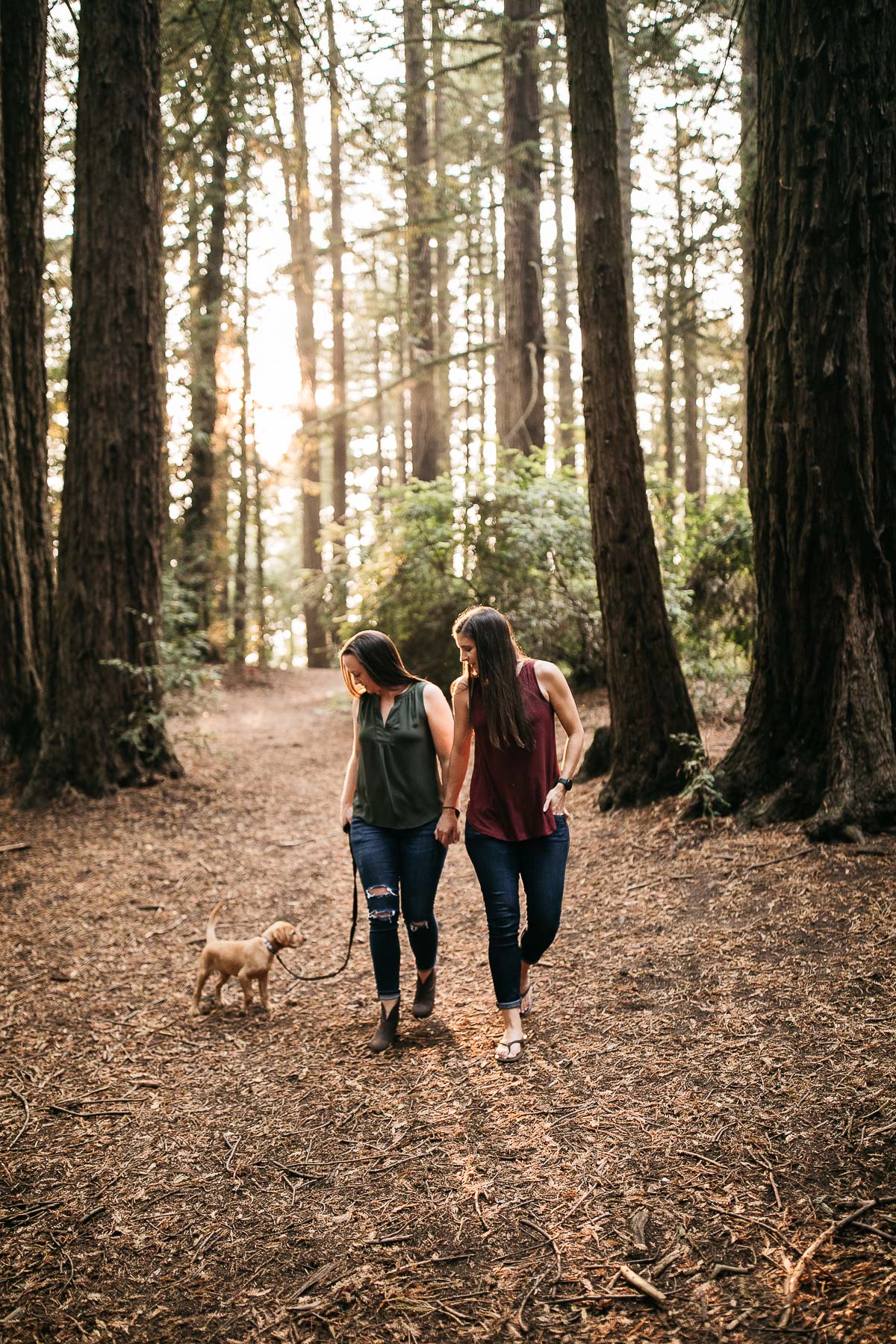 oakland-redwoods-new-puppy-session-labrador-16