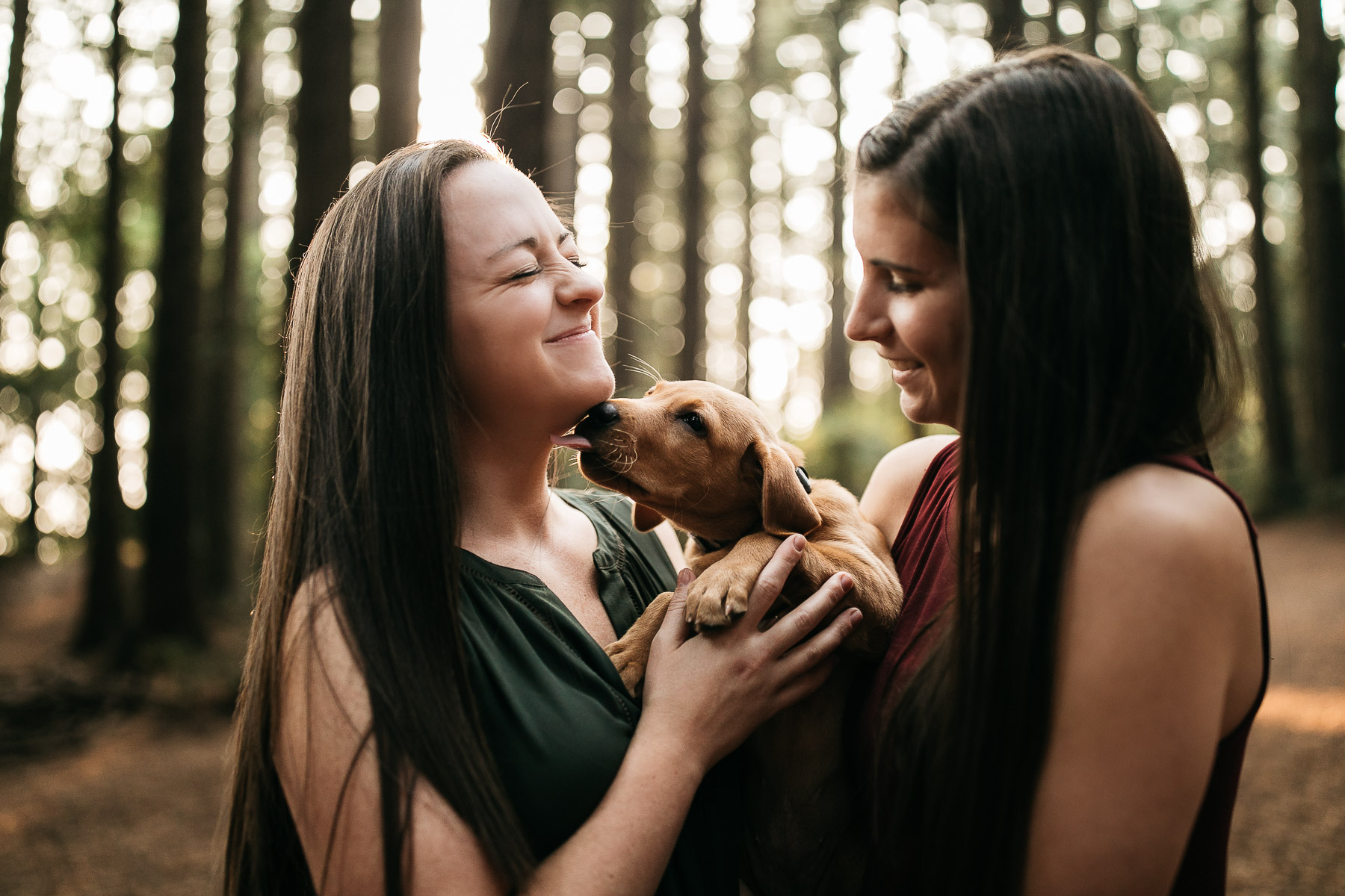 oakland-redwoods-new-puppy-session-labrador-13