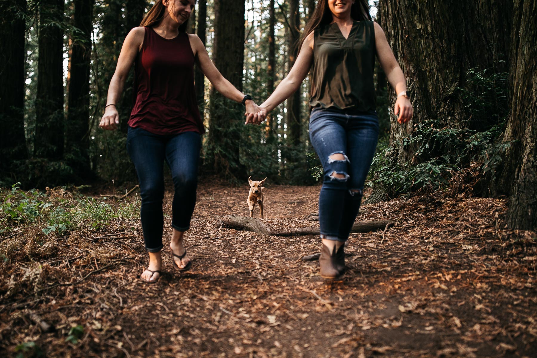 oakland-redwoods-new-puppy-session-labrador-12