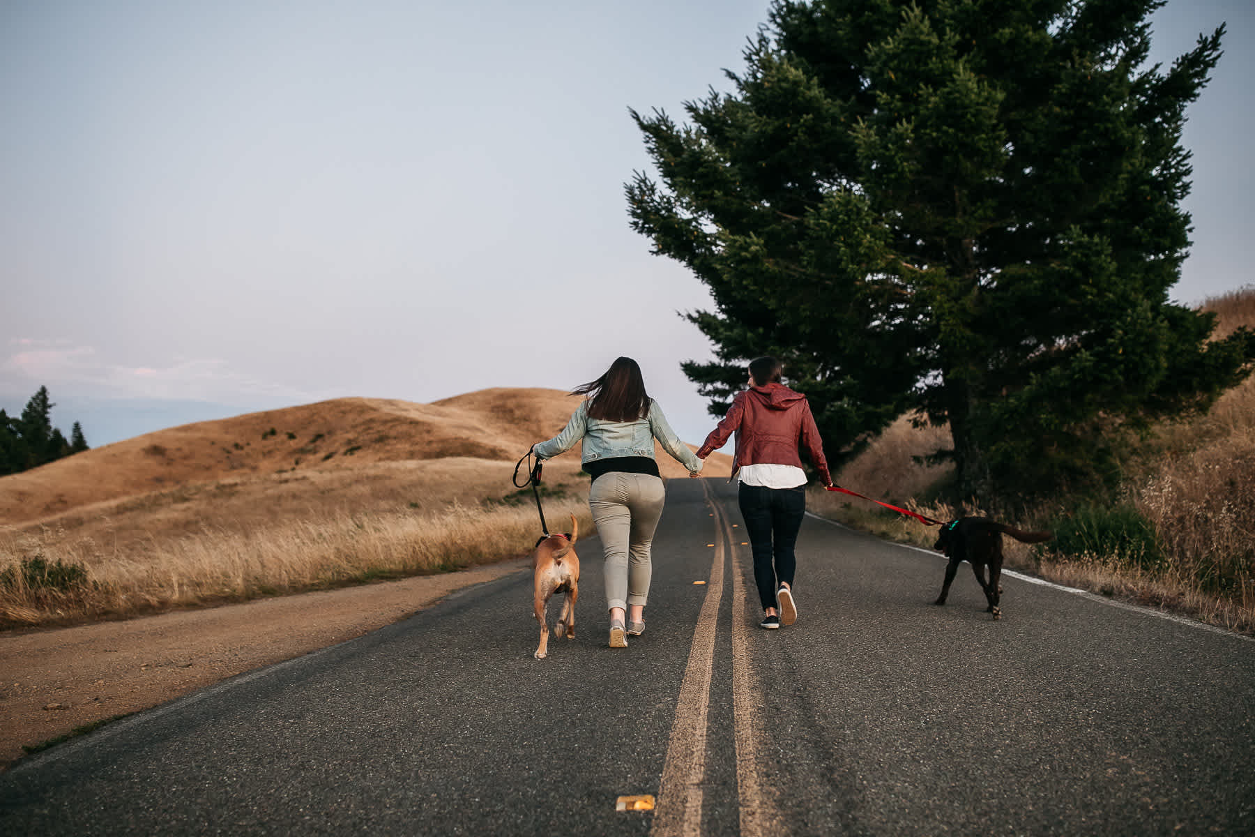 mt-tam-sunset-engagement-session-with-boxer-lab-dogs-44