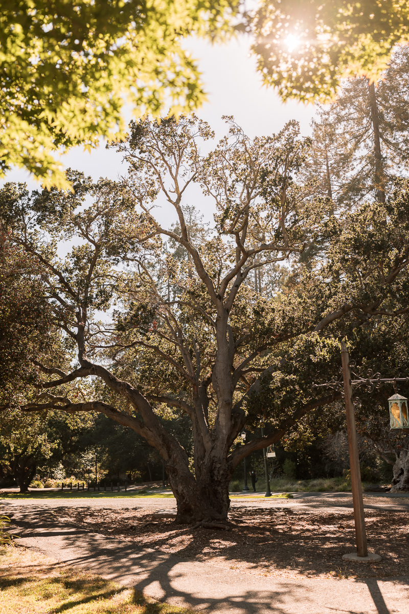 Berkeley-Faculty-Club-Intimate-Fall-wedding-18