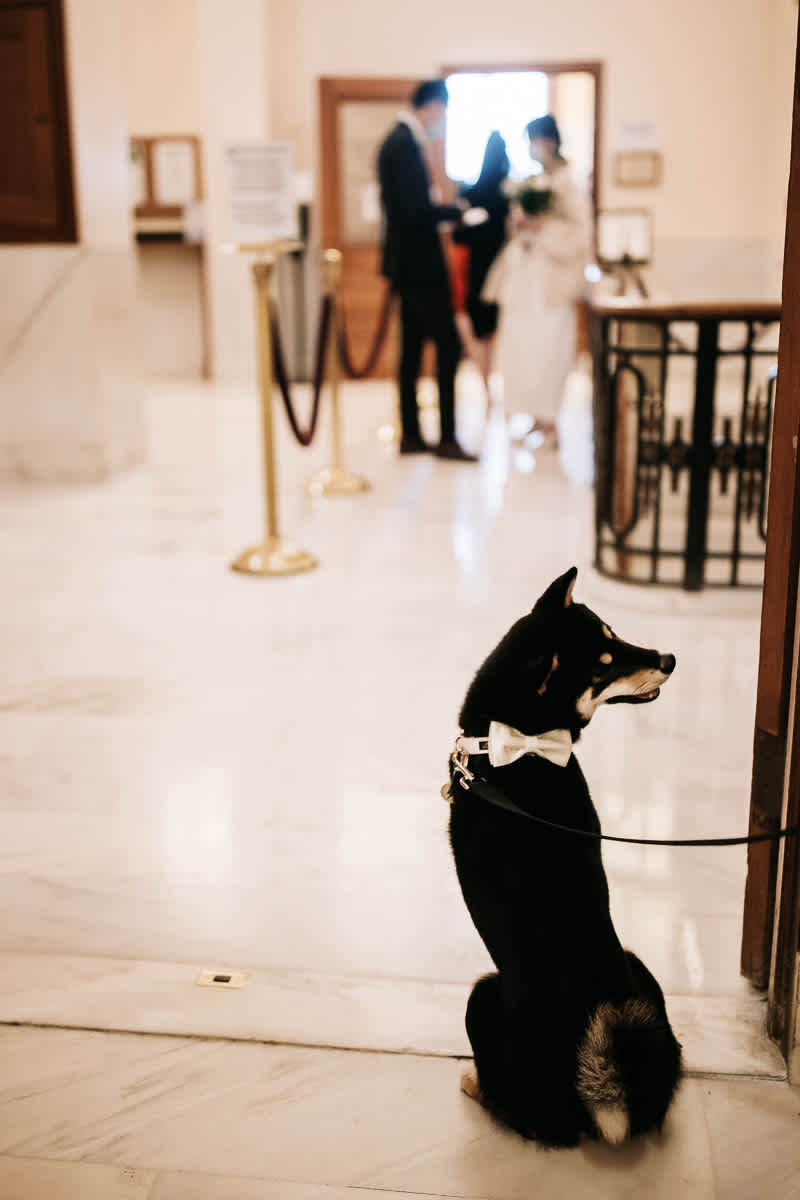 sf-city-hall-redwoods-elopement-shiba-6