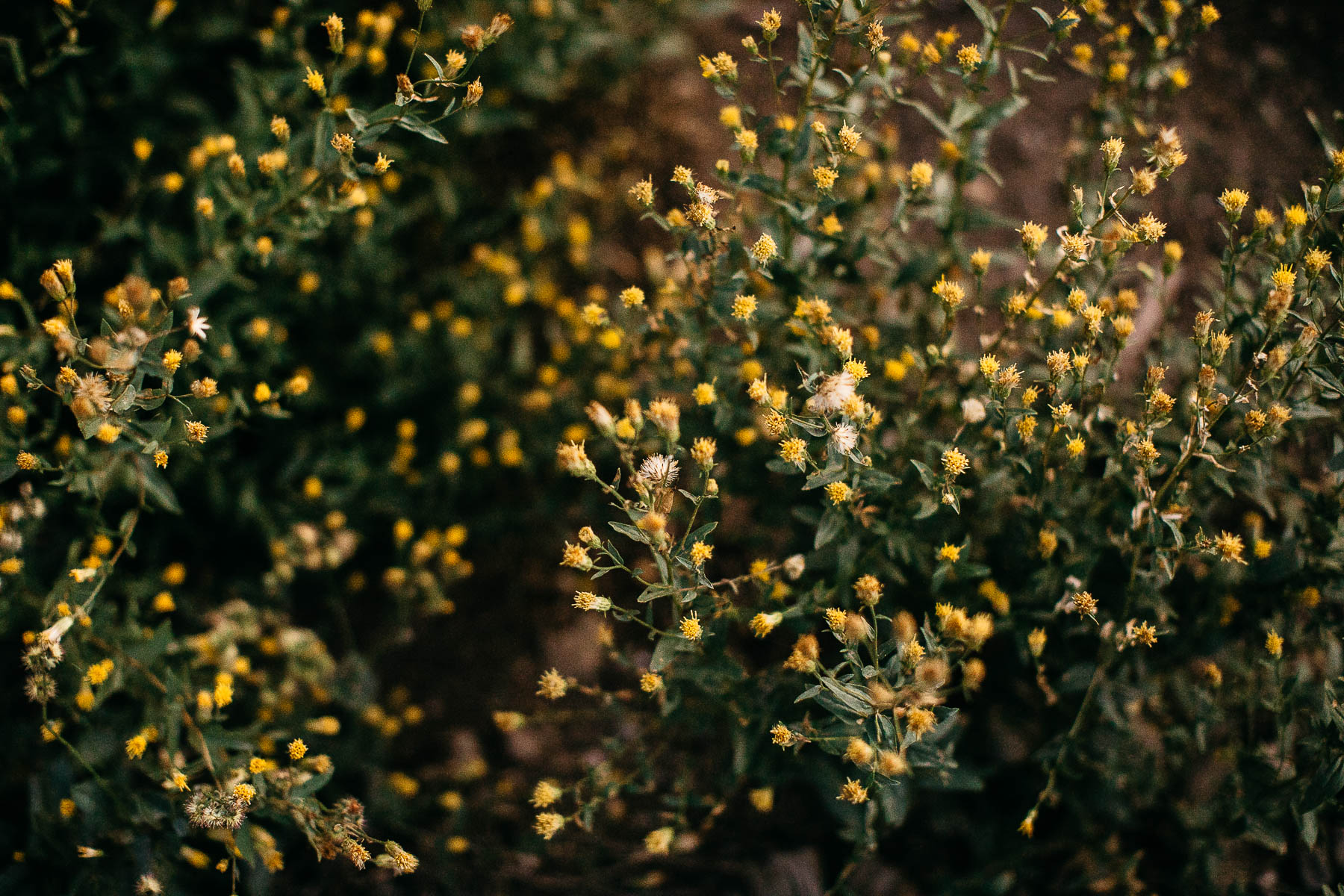 lake-tahoe-forest-donner-sunset-couple-session-33