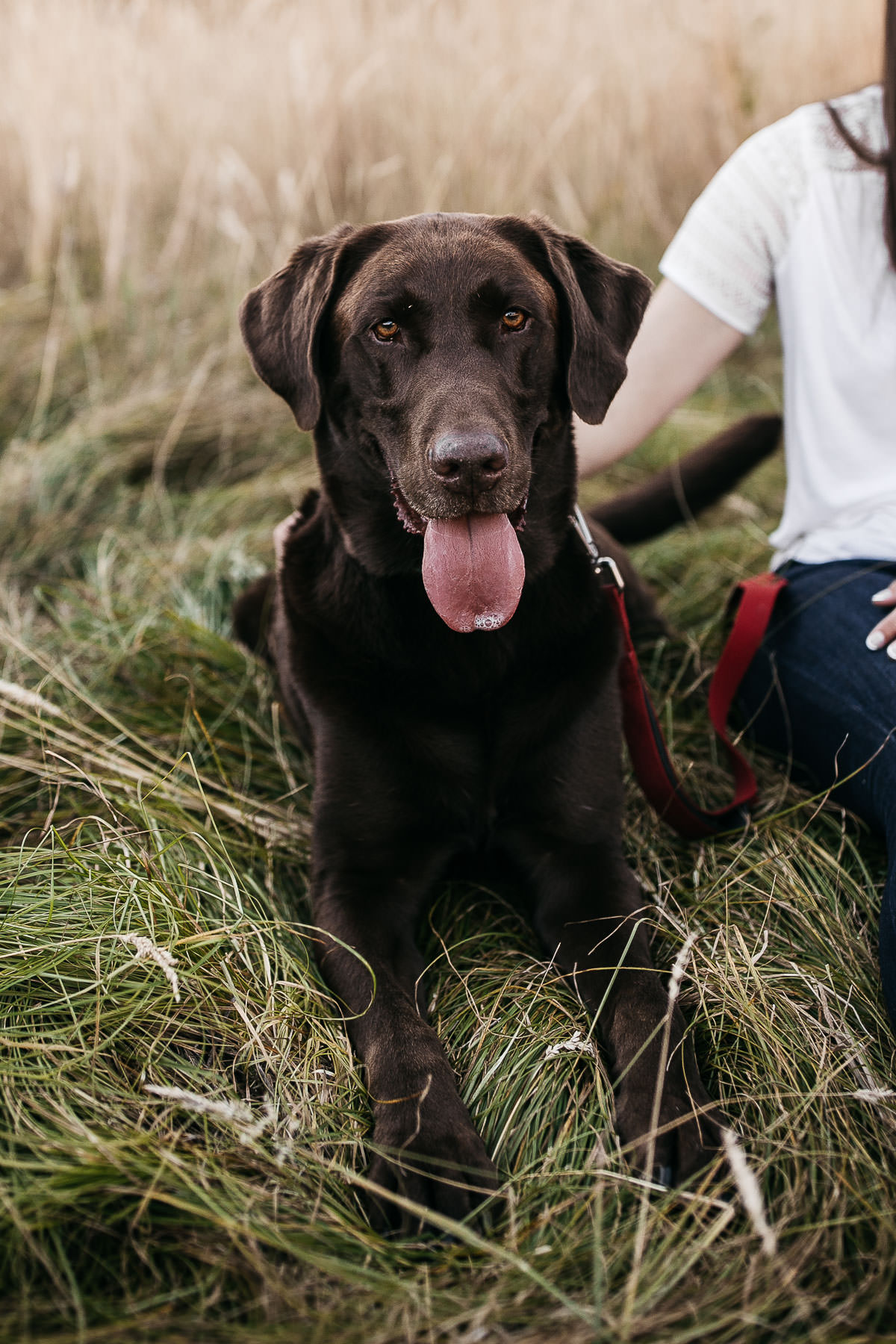 mt-tam-sunset-engagement-session-with-boxer-lab-dogs-2