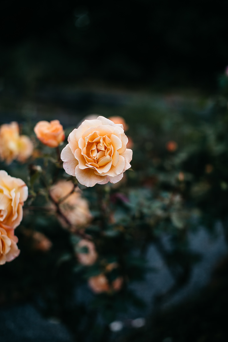 Healdsburg-ca-madrona-manor-fall-wedding-89