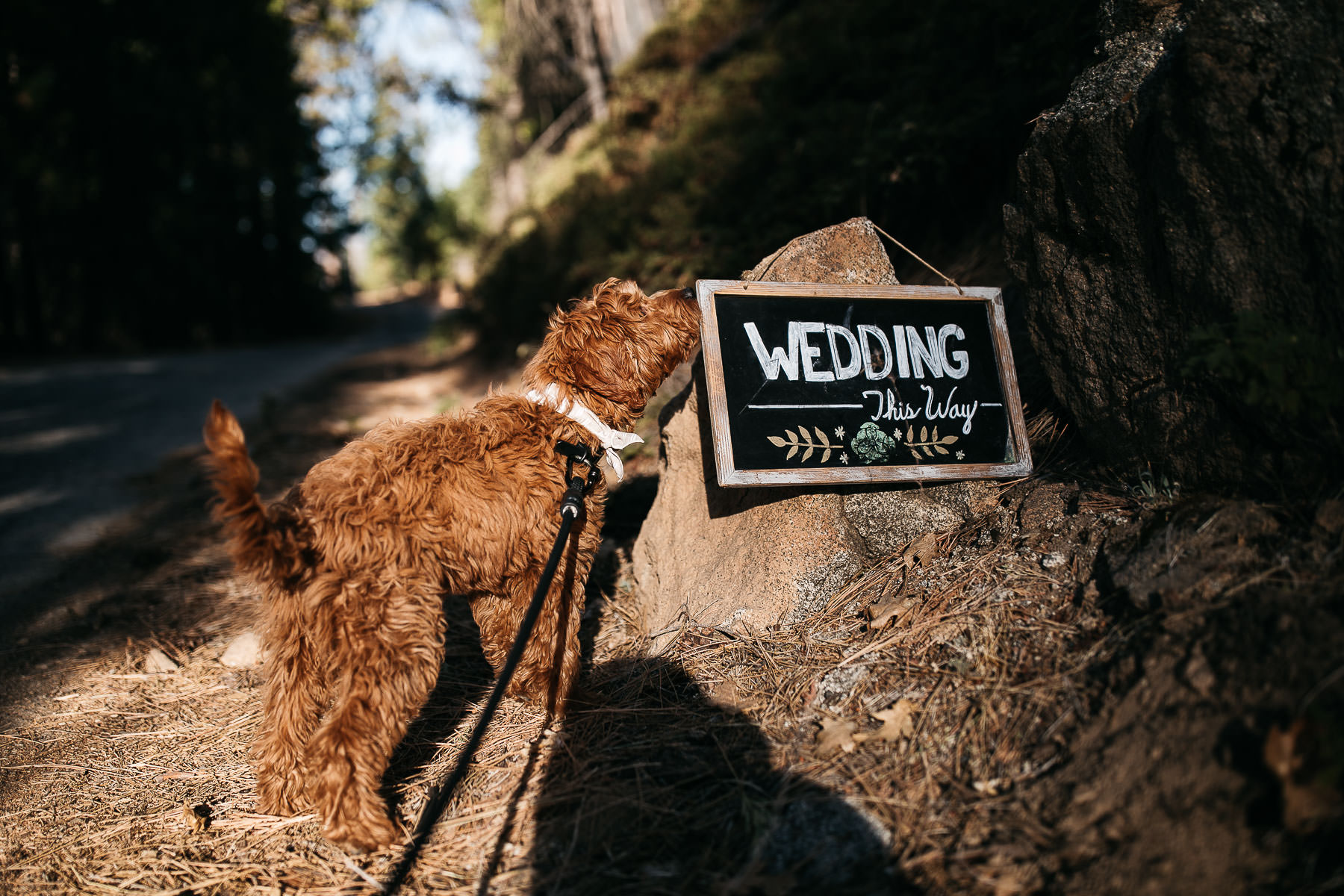 yosemite-rush-creek-fall-wedding-goldendoodle-29