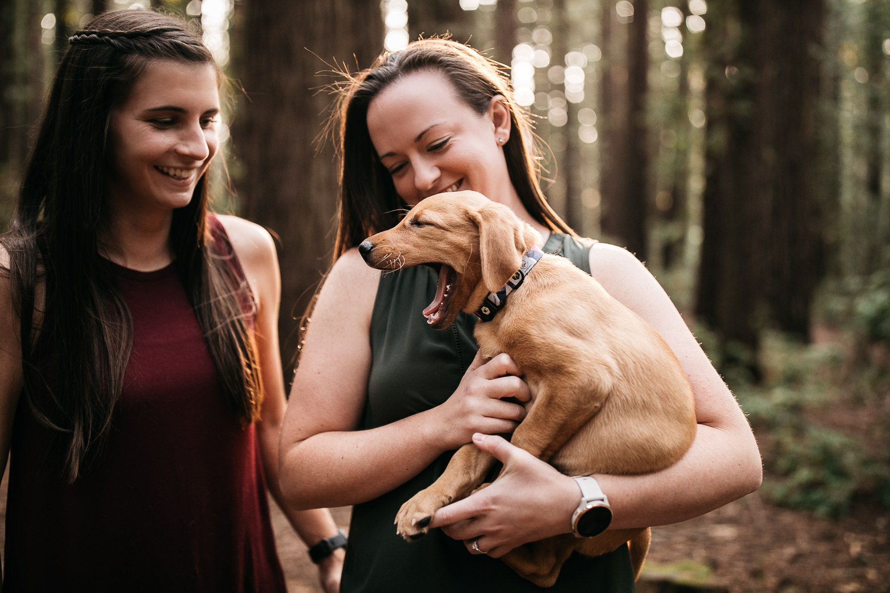 oakland-redwoods-new-puppy-session-labrador-1