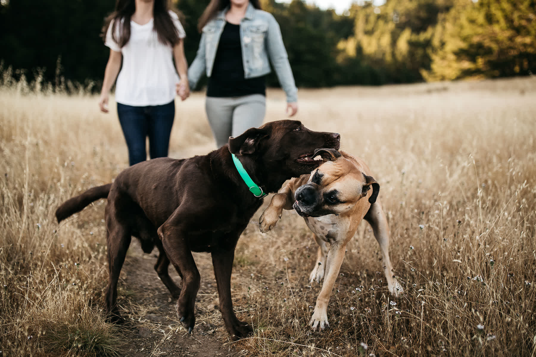mt-tam-sunset-engagement-session-with-boxer-lab-dogs-25