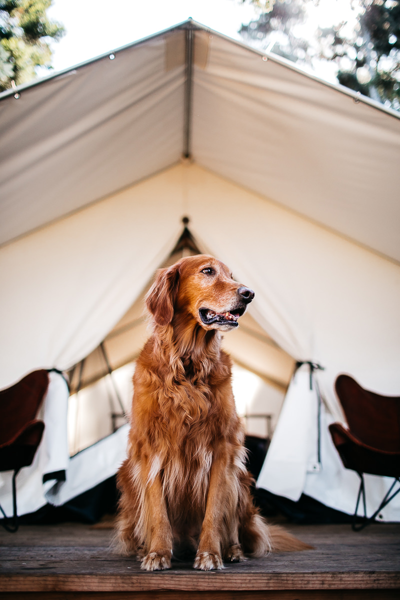 mendocino-grove-ca-glamping-waterside-anniversary-session-golden-retriever-28