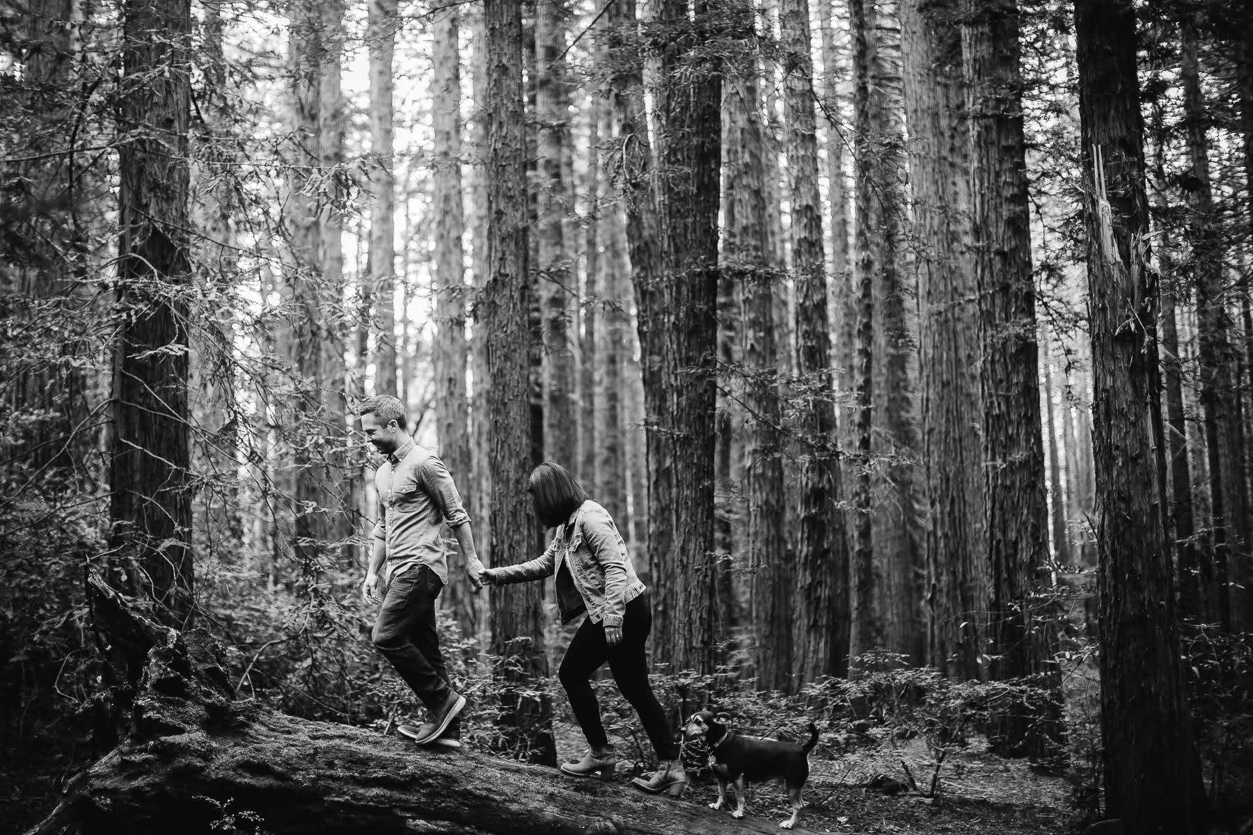 oakland-gloomy-redwood-engagement-session-with-puppy-9
