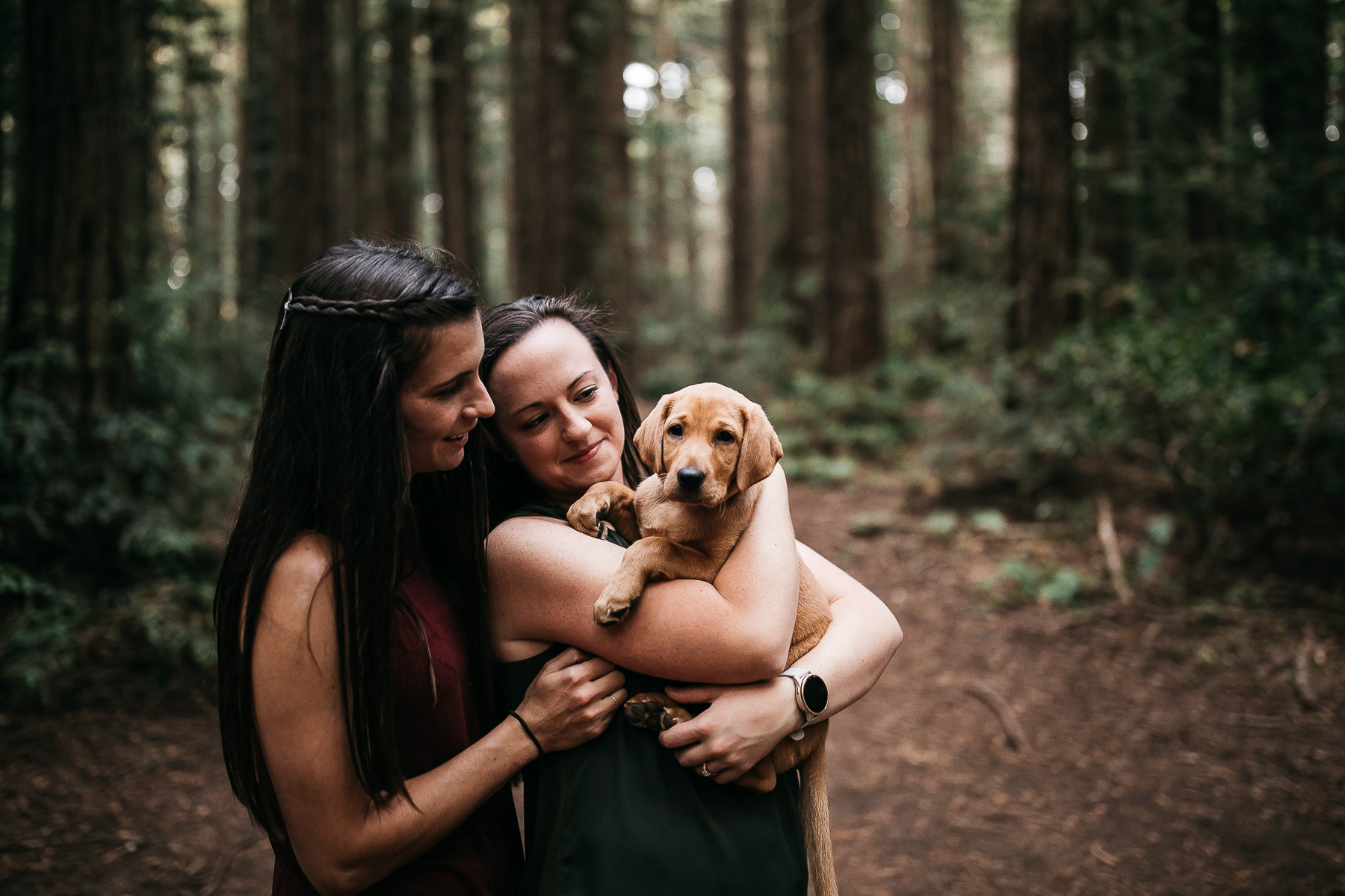 oakland-redwoods-new-puppy-session-labrador-29