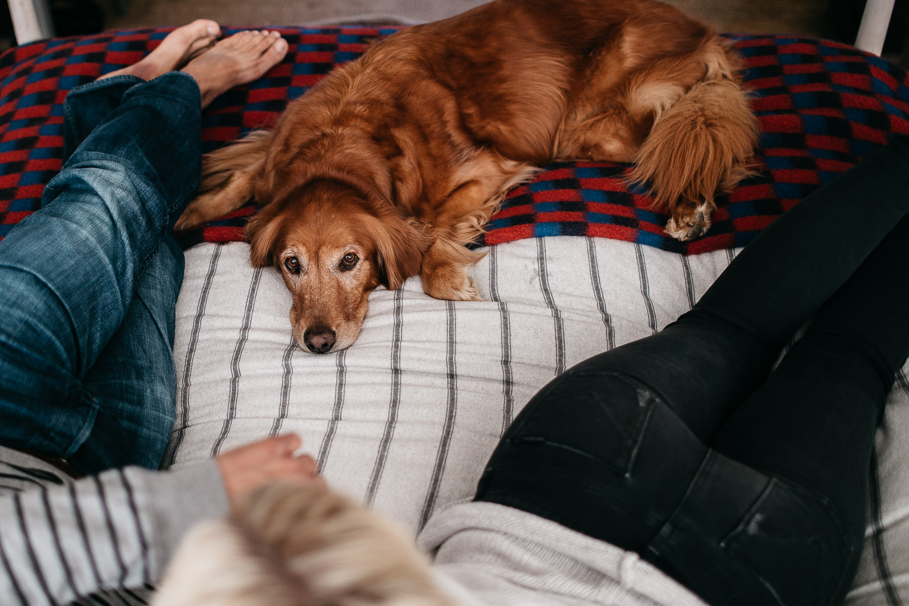 mendocino-grove-ca-glamping-waterside-anniversary-session-golden-retriever-16