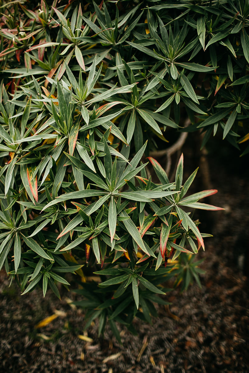 bodega-bay-secret-garden-gloomy-fall-wedding-3