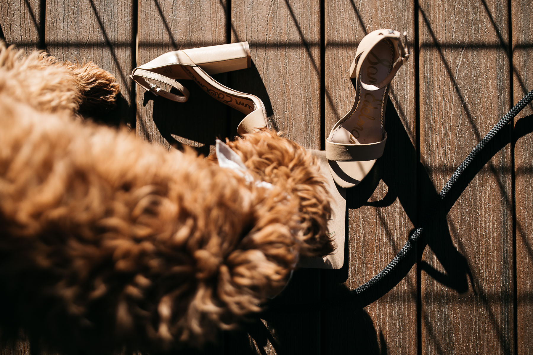 yosemite-rush-creek-fall-wedding-goldendoodle-17