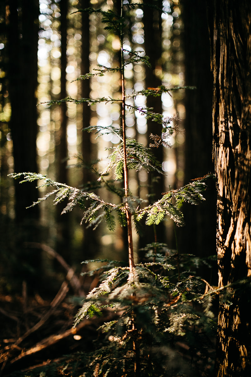 oakland-redwoods-summer-wedding-33