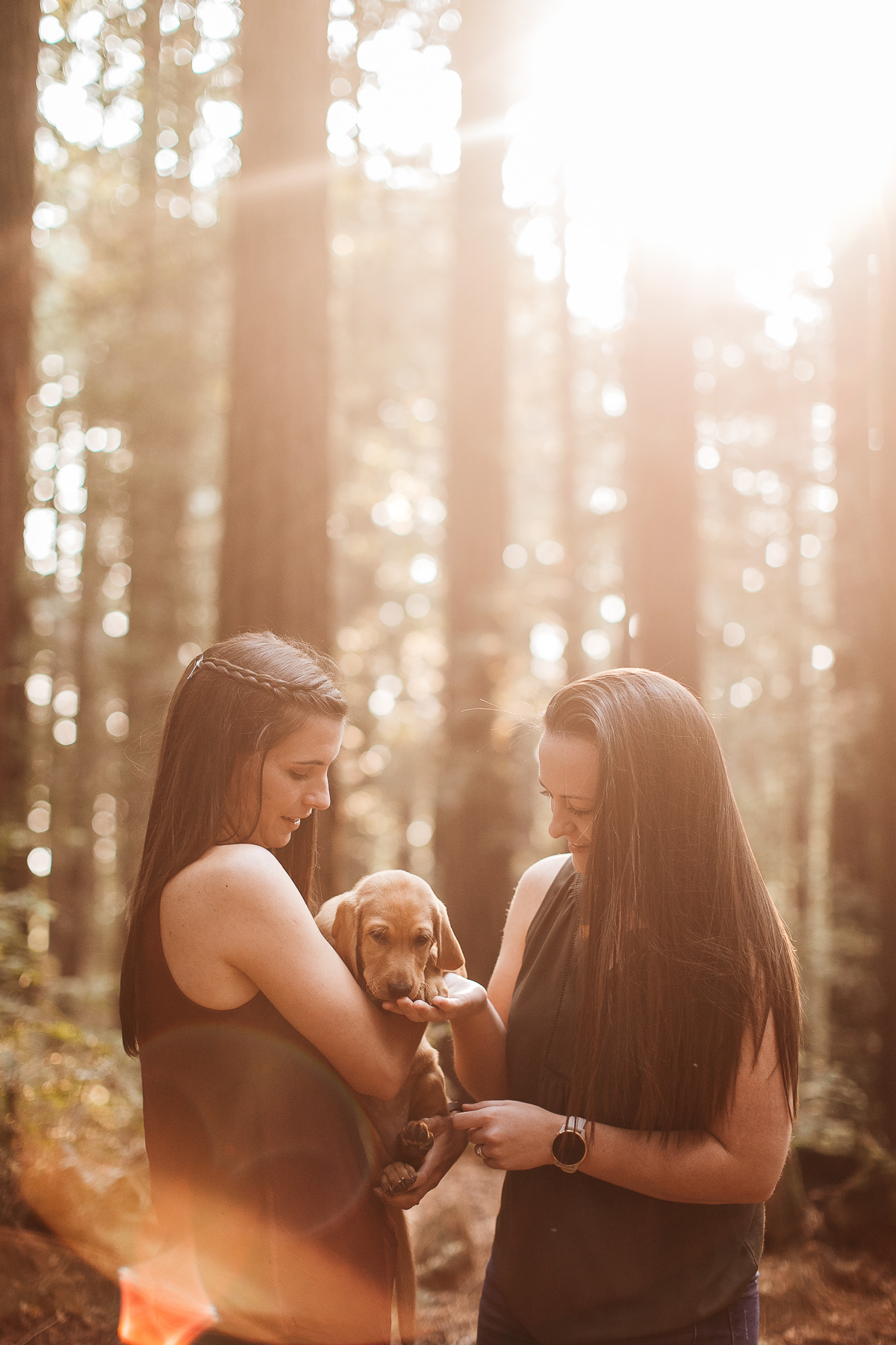oakland-redwoods-new-puppy-session-labrador-7