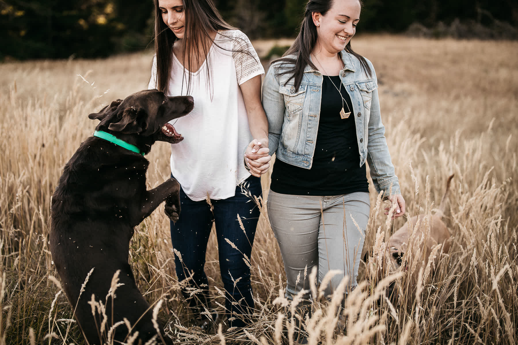 mt-tam-sunset-engagement-session-with-boxer-lab-dogs-12