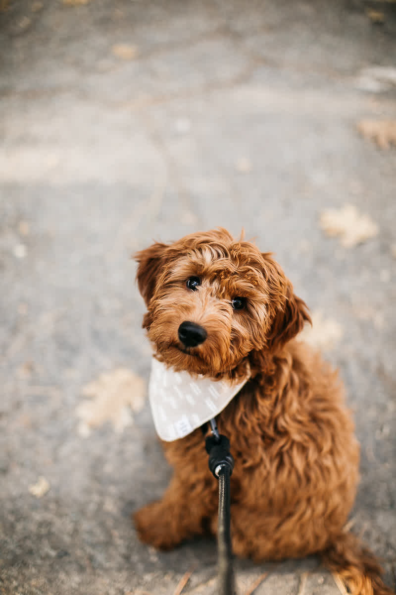 yosemite-rush-creek-fall-wedding-goldendoodle-31