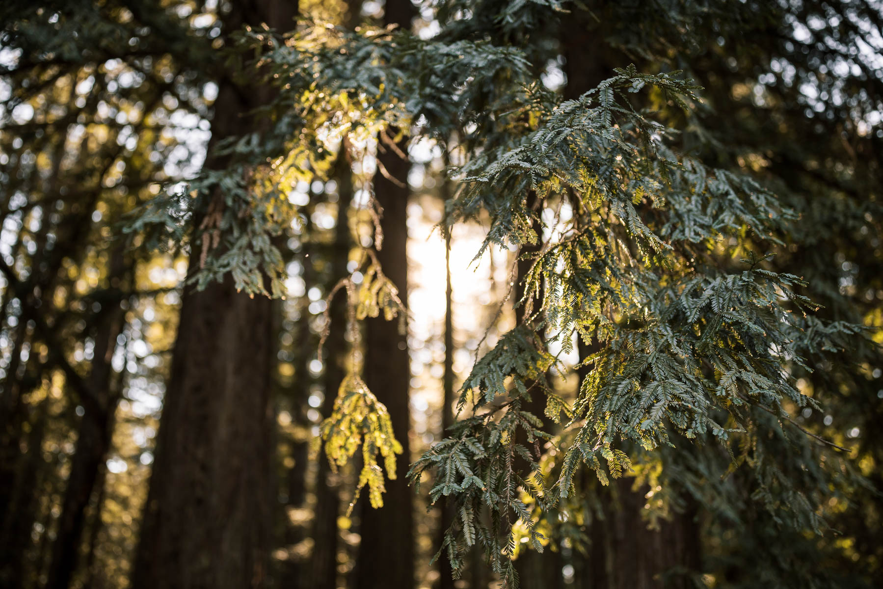 sf-city-hall-redwoods-elopement-shiba-58