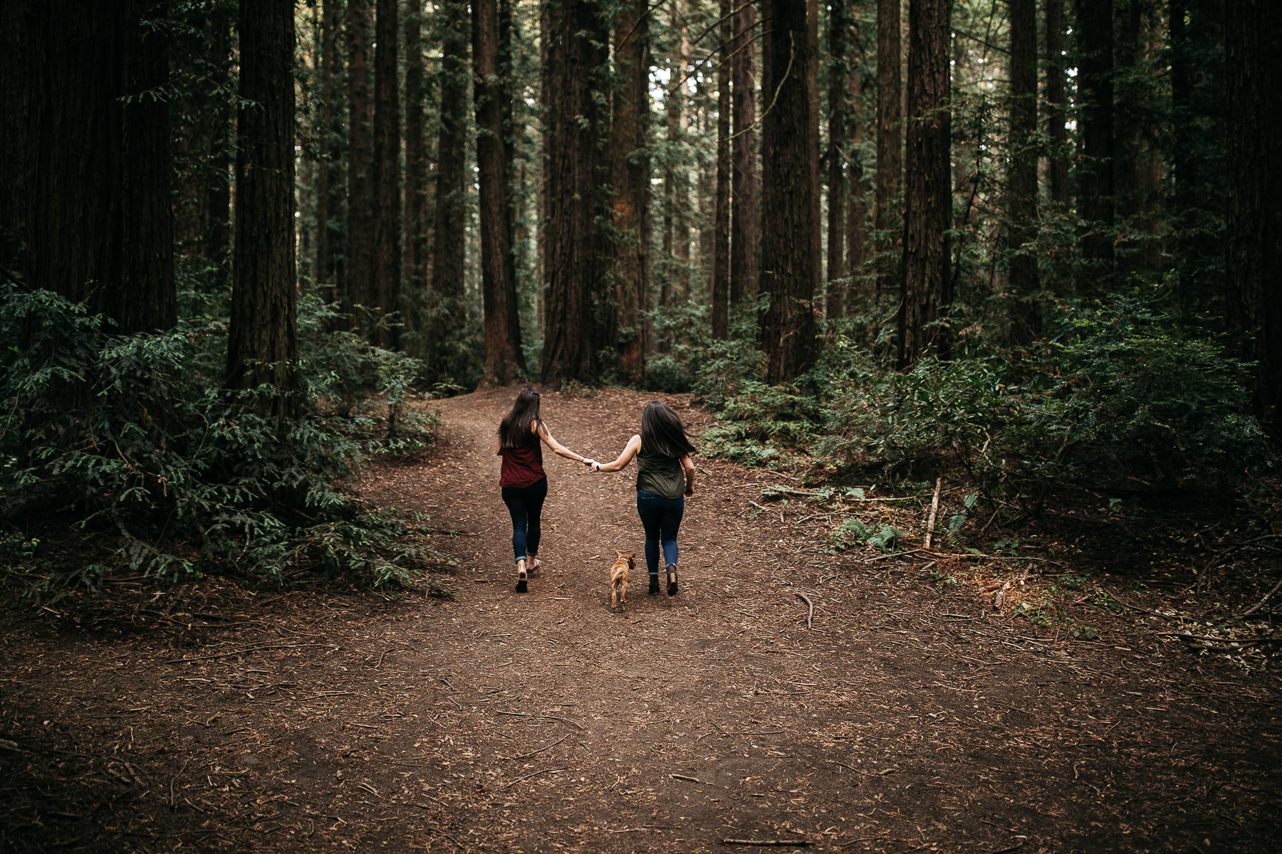 oakland-redwoods-new-puppy-session-labrador-24