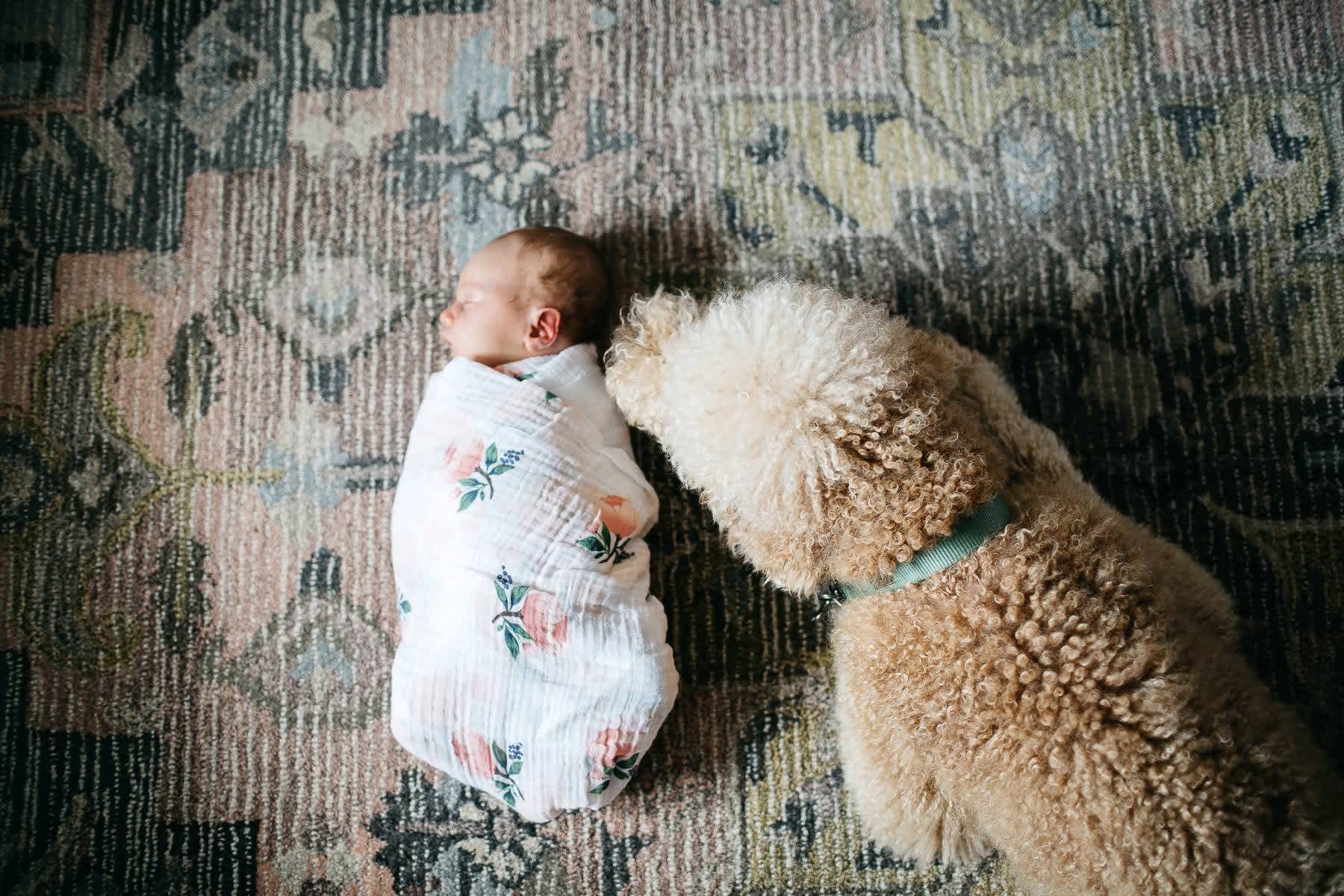 san-francisco-lifestyle-in-home-newborn-with-dog-60