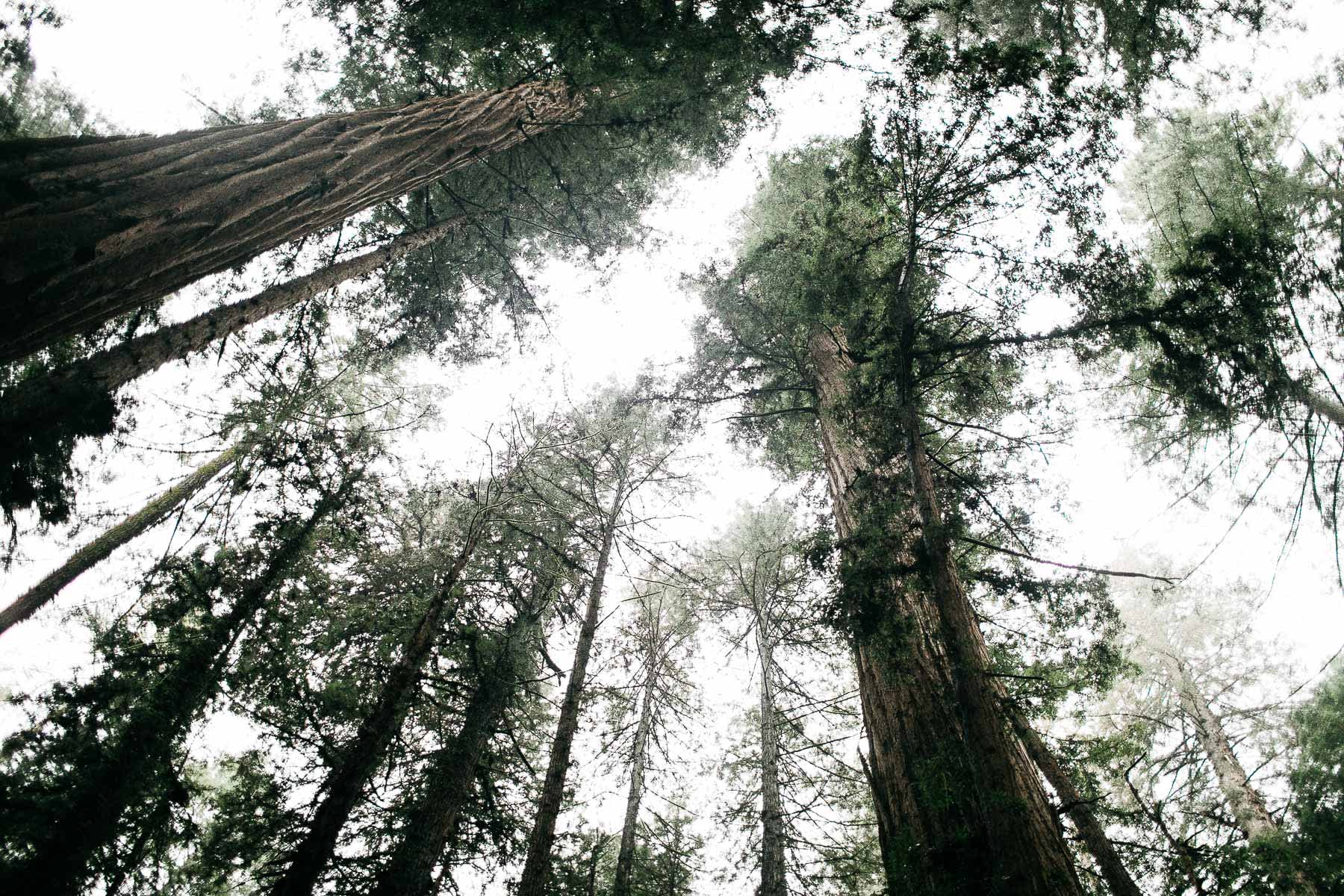 santa-cruz-redwoods-henry-cowell-rainy-elopement-photographer-14