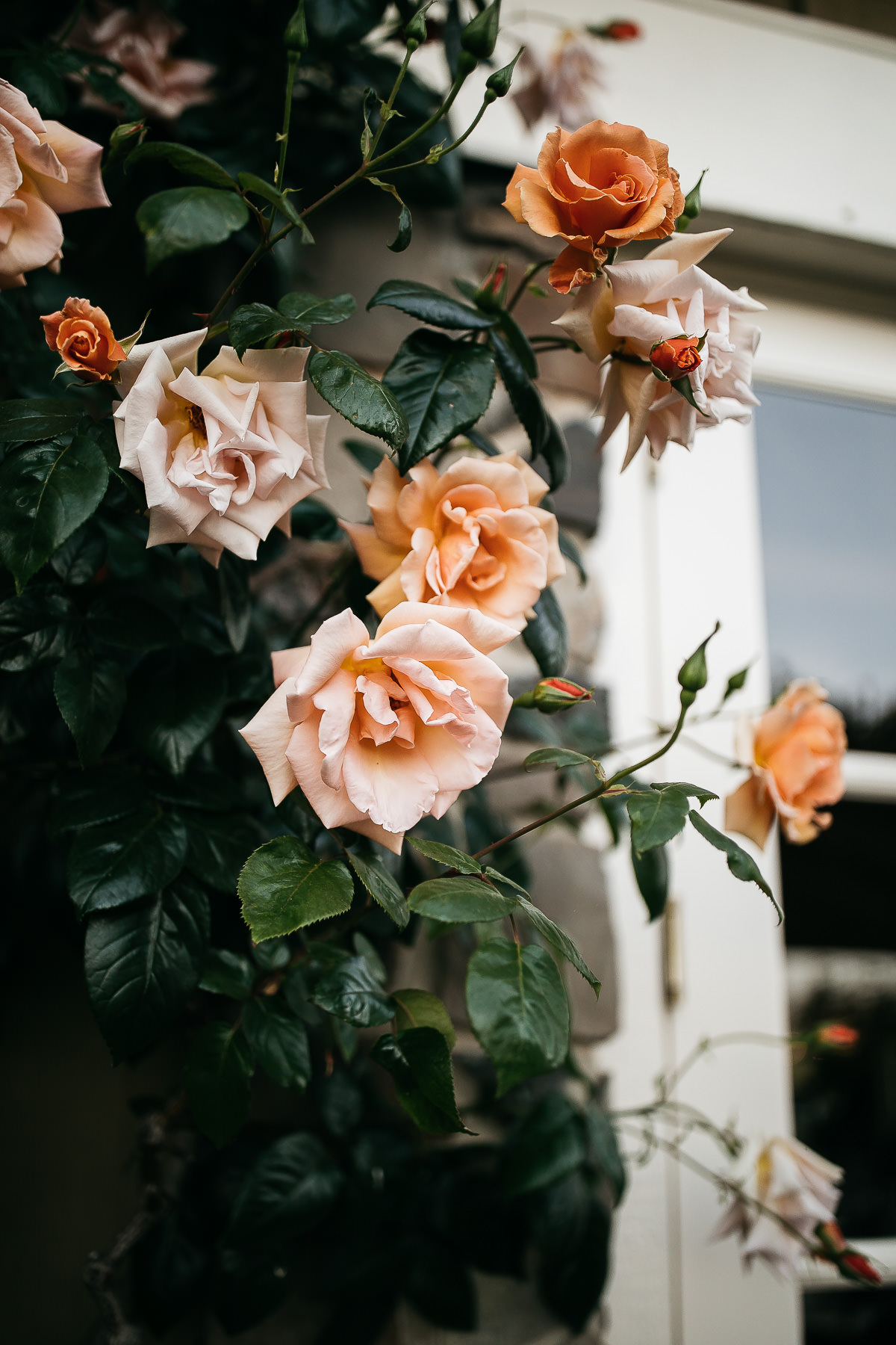 healdsburg-trentadue-winery-summer-wedding-44