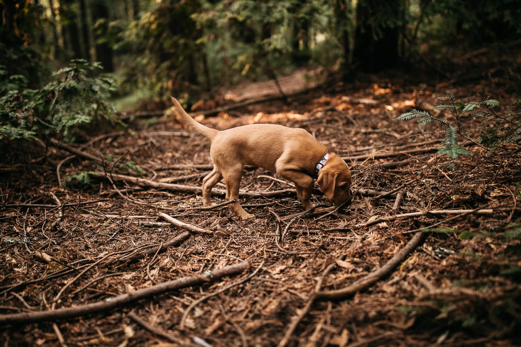 oakland-redwoods-new-puppy-session-labrador-5