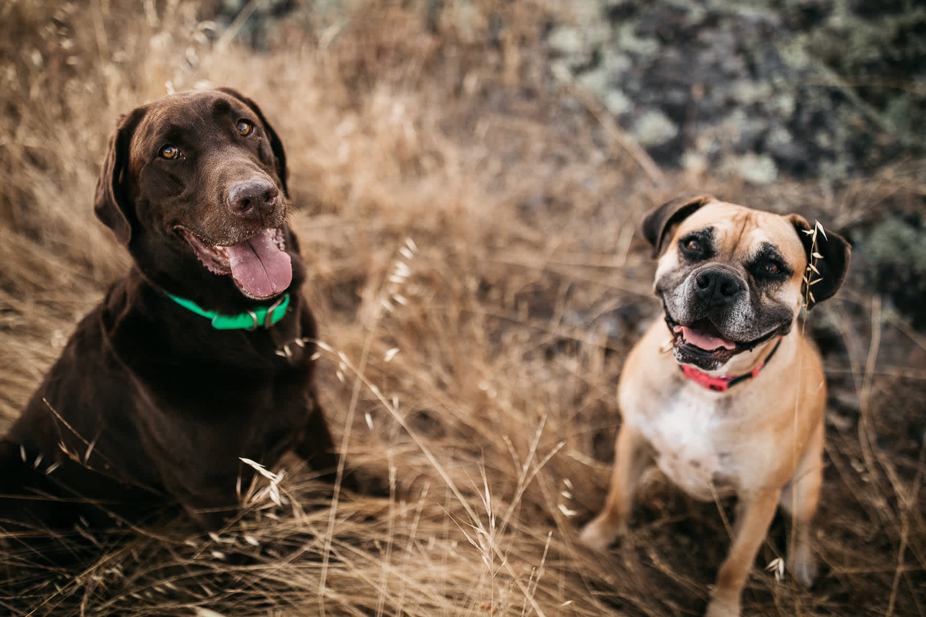 mt-tam-sunset-engagement-session-with-boxer-lab-dogs-30