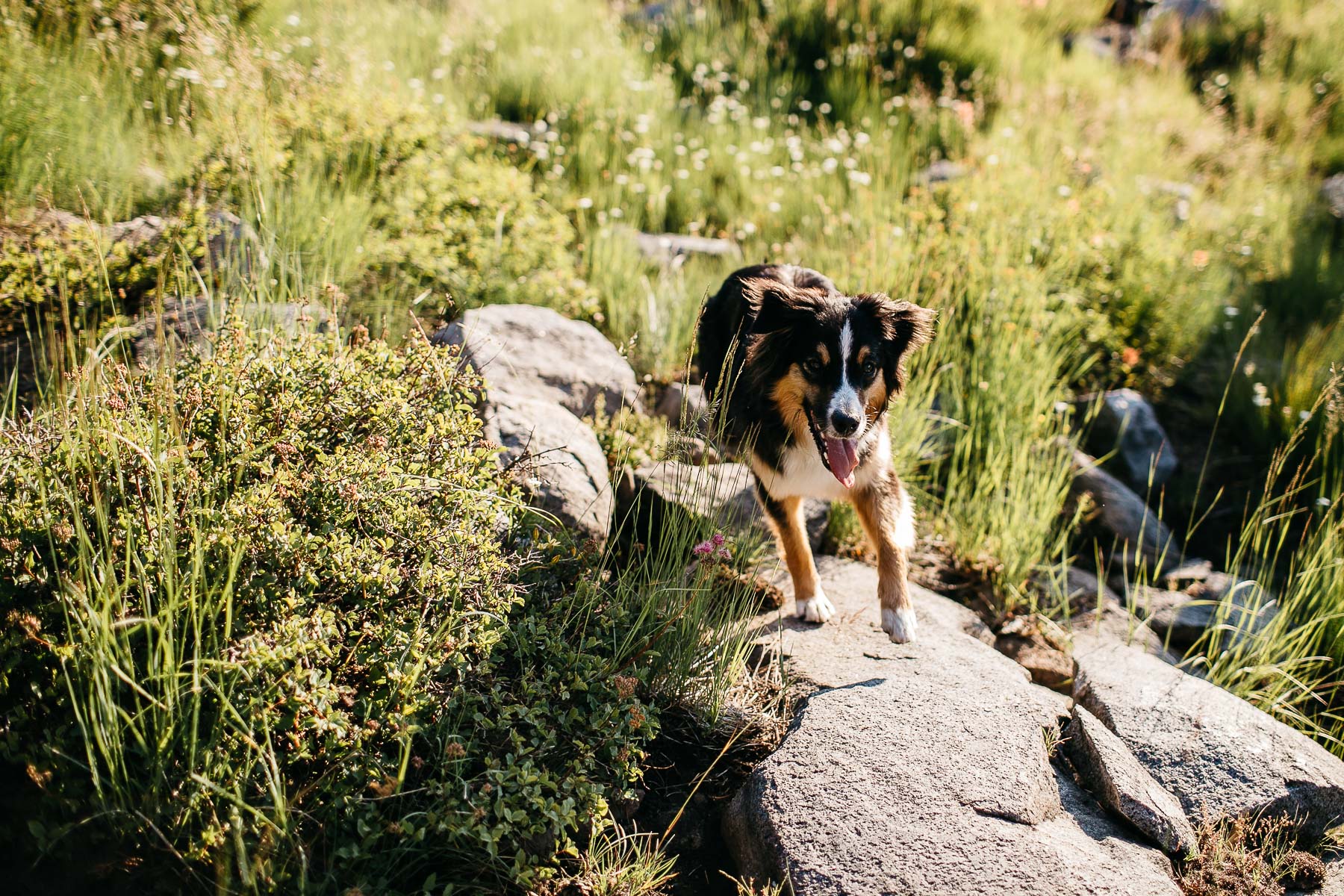 lake-tahoe-forest-donner-sunset-couple-session-1