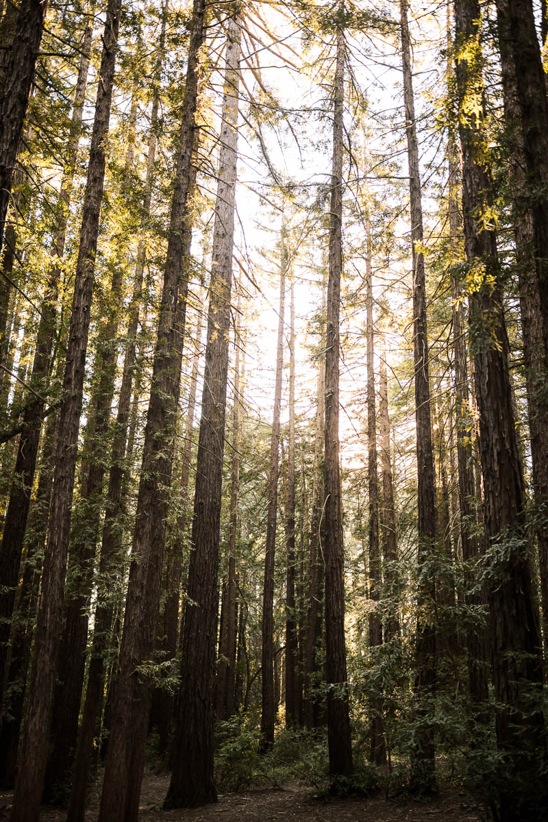 sf-city-hall-redwoods-elopement-shiba-84