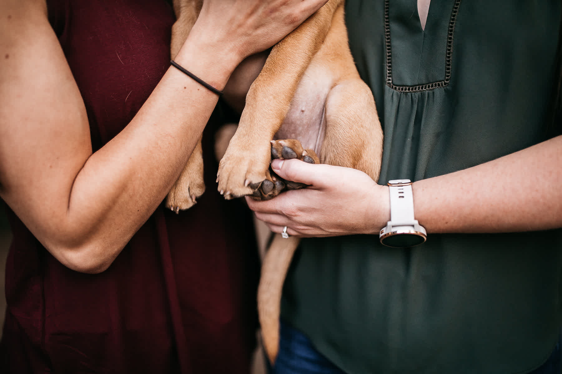 oakland-redwoods-new-puppy-session-labrador-33
