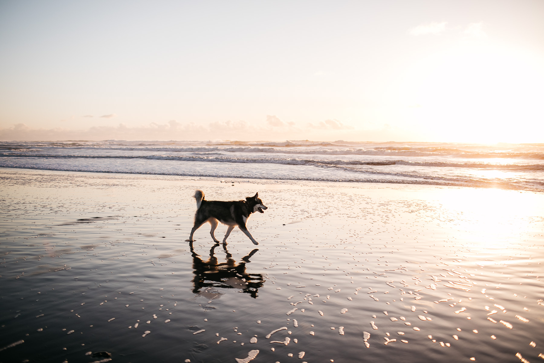 ocean-beach-sf-malamute-couple-session-golden-light-10