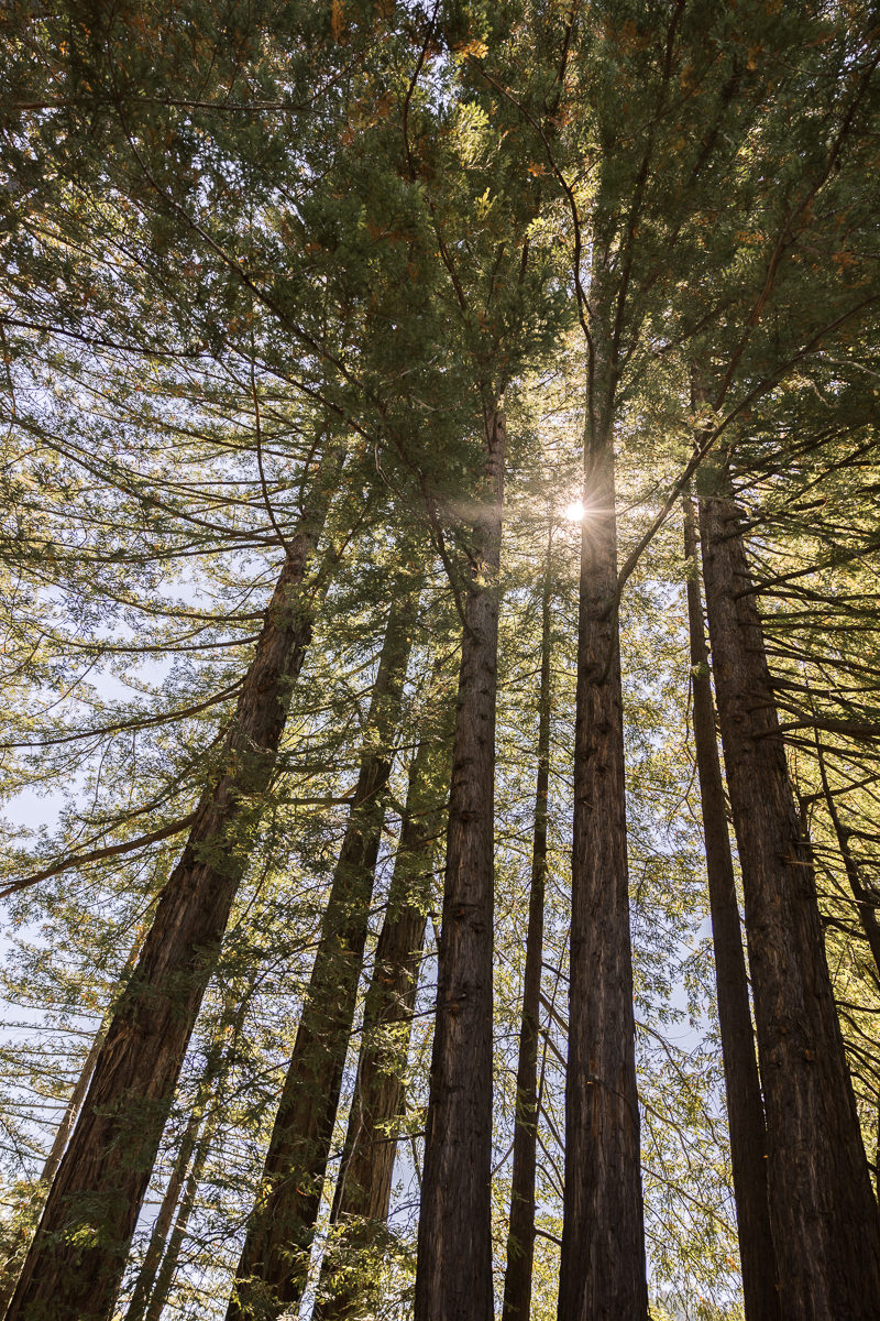 Stavrand-Russian-River-intimate-fall-wedding-3