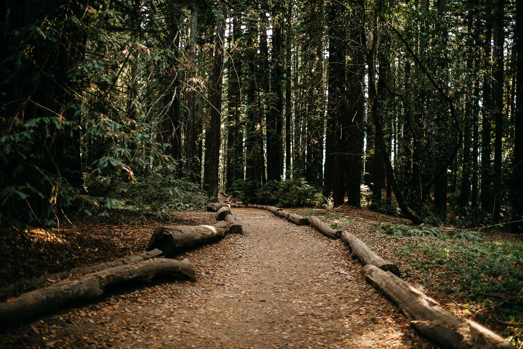 oakland-redwoods-summer-wedding-29