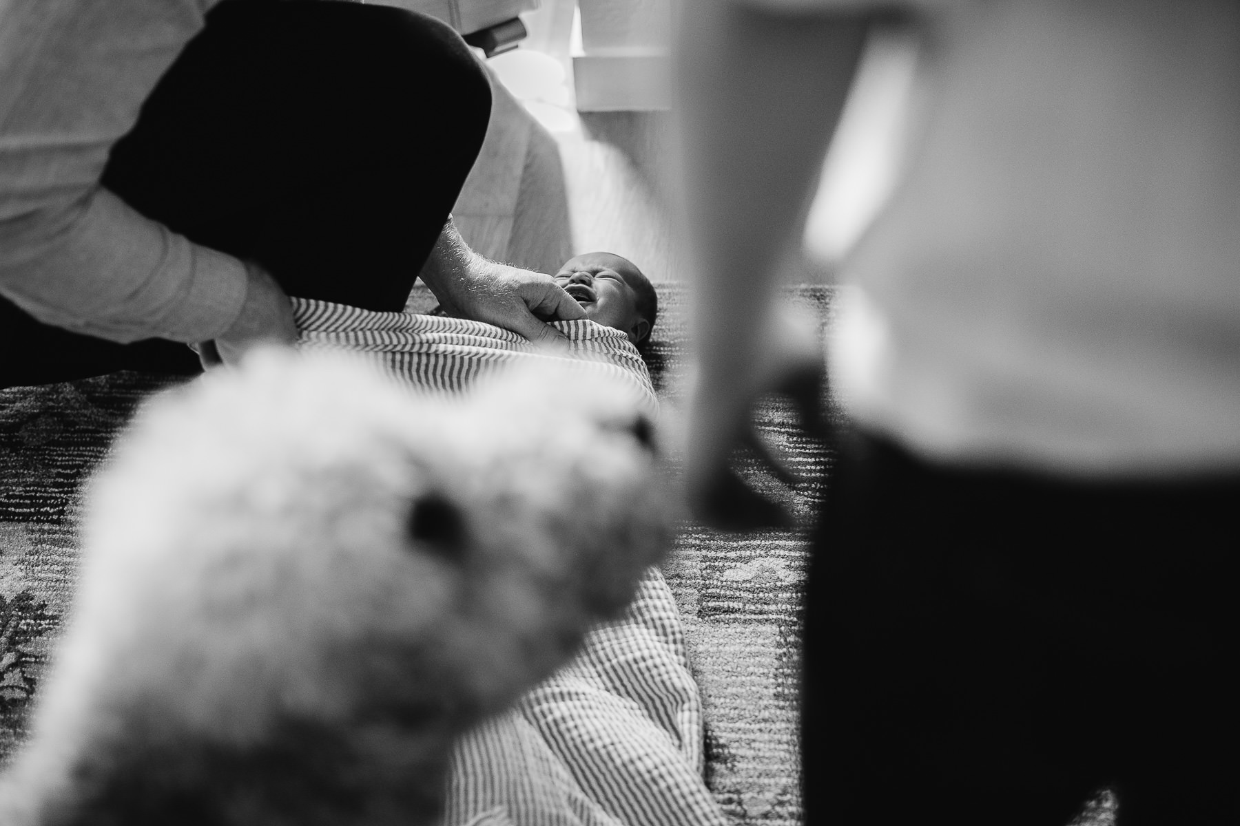 san-francisco-lifestyle-in-home-newborn-with-dog-66