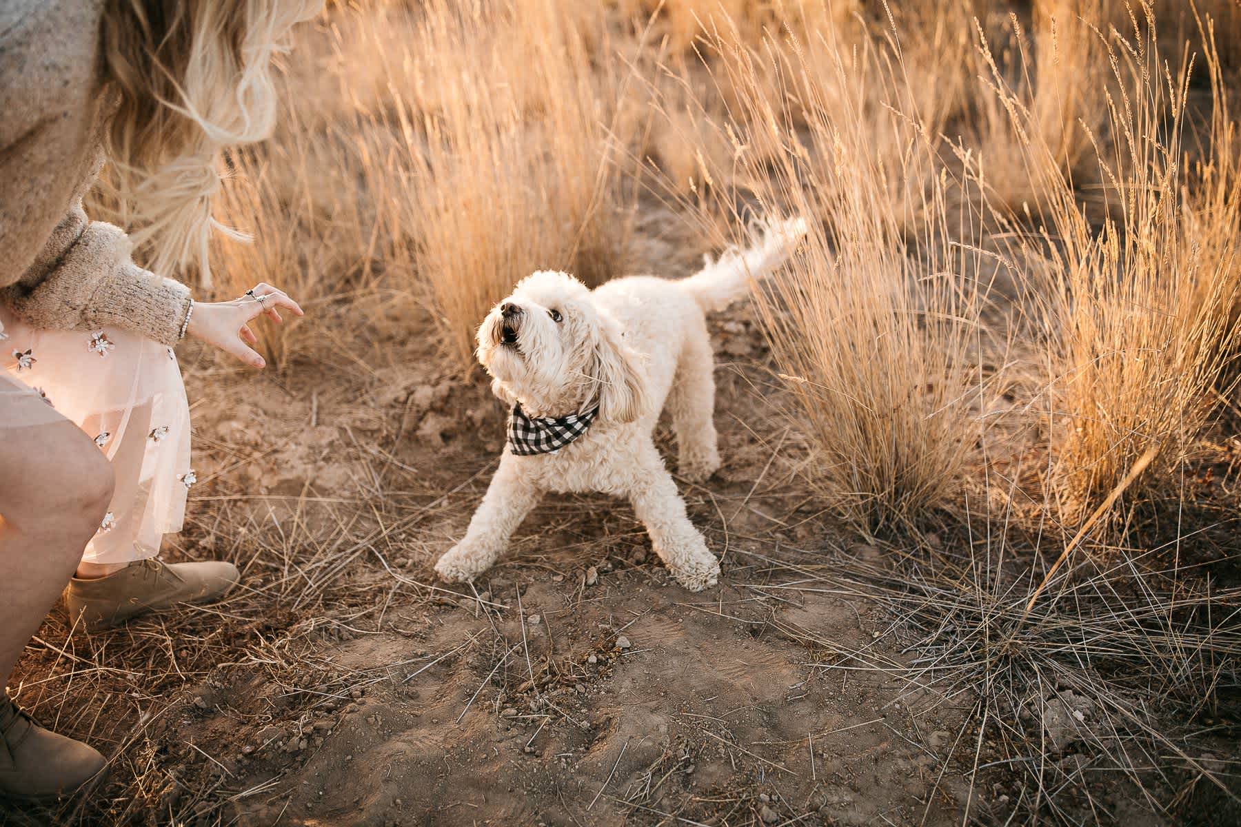 golden-hills-sunset-lifestyle-session-family-with-goldendoodle-30