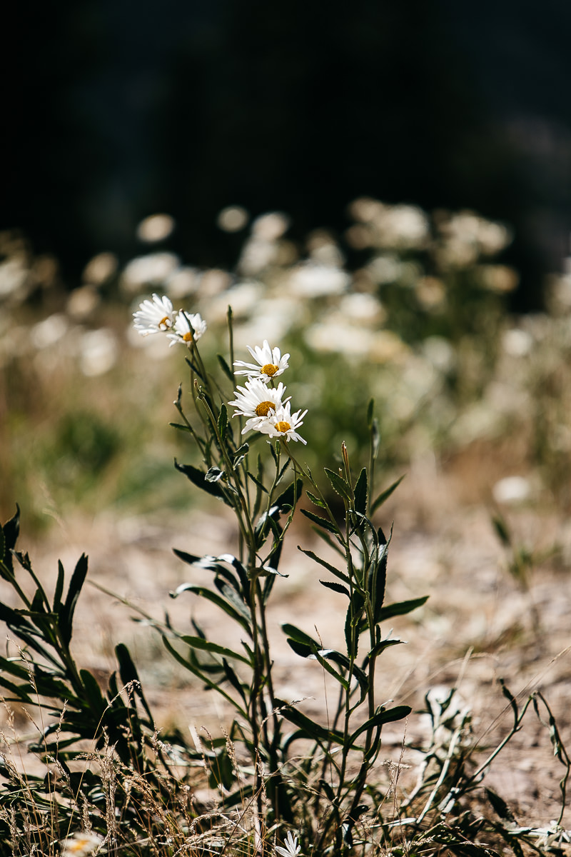 zephyr-lodge-summer-mountain-top-wedding-64