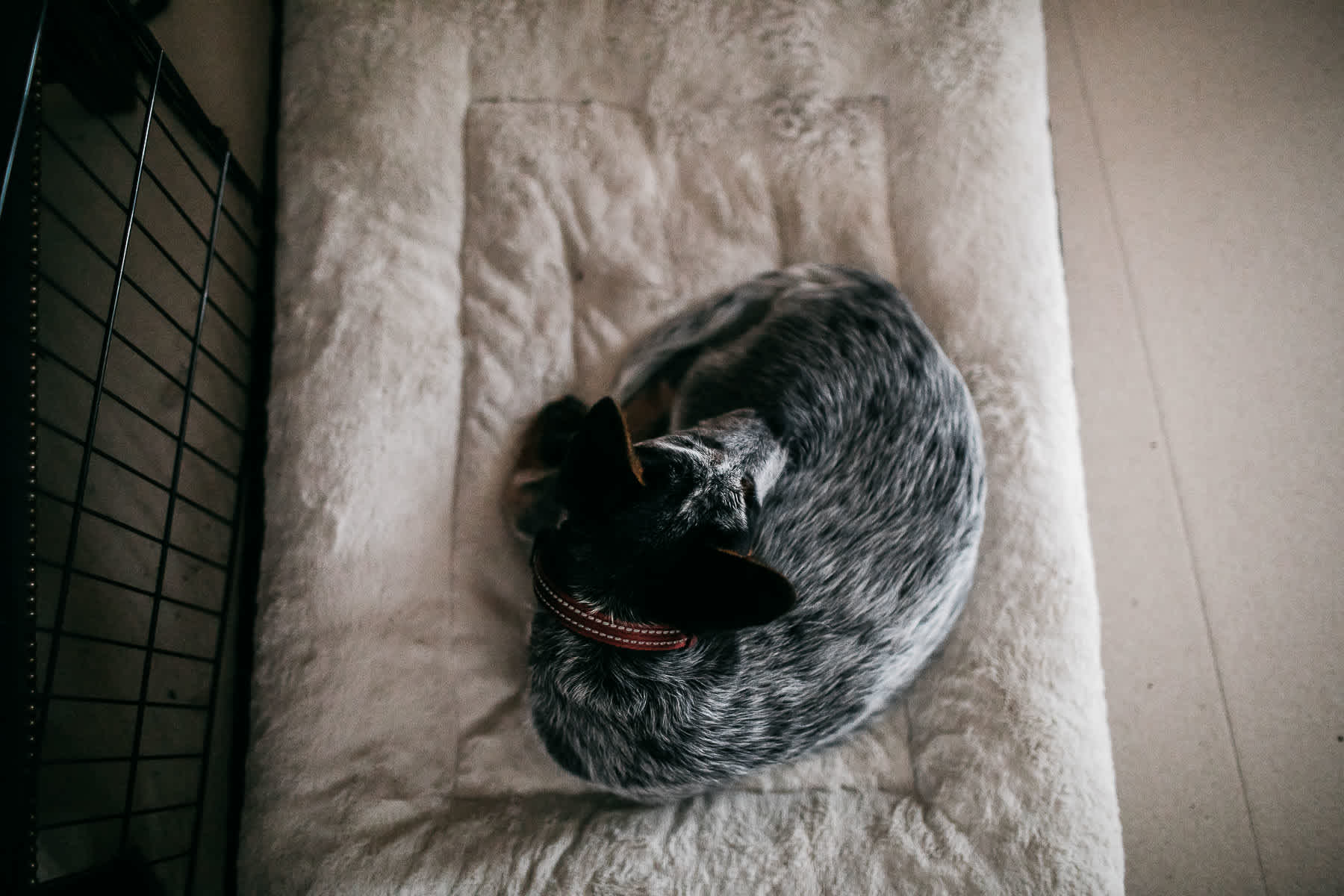 richmond-ca-family-session-cattledog-neighborhood-30