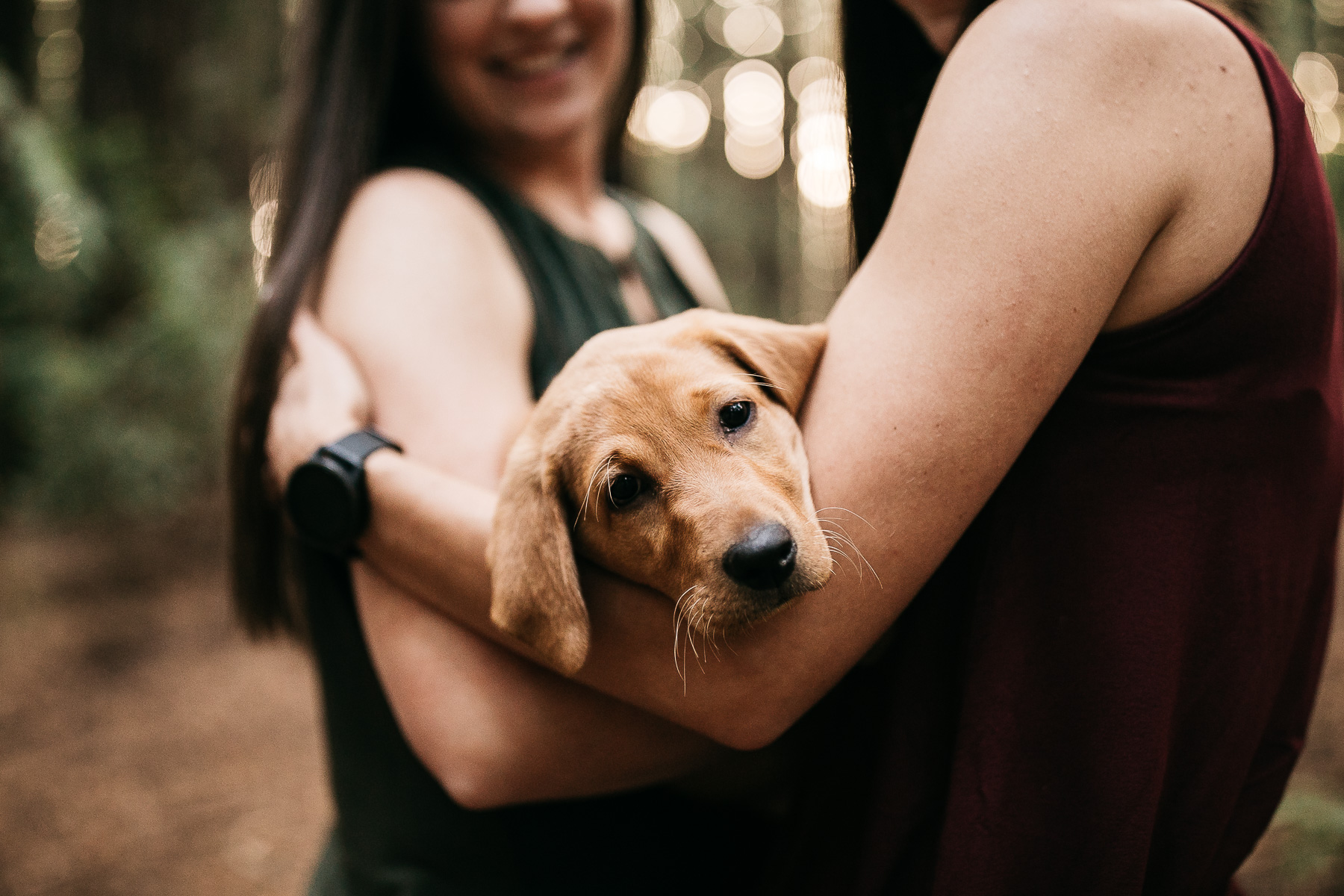 oakland-redwoods-new-puppy-session-labrador-23