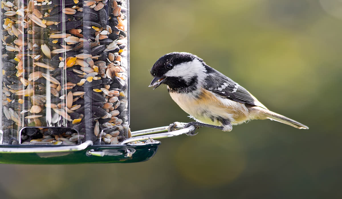 Coal Tit on a bird feeder