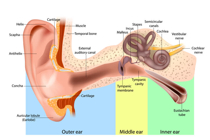 Diagram of the outer, middle and inner ear.