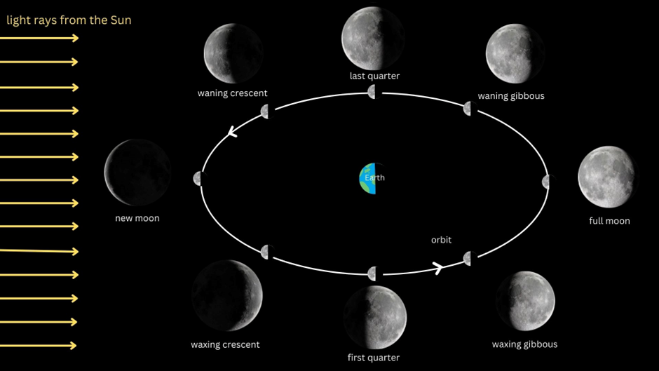 The phases of the Moon, illustrated as it orbits the Earth.