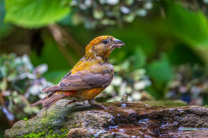 A male Red Crossbill (Loxia curvirostra) on a natural-looking garden bird bath