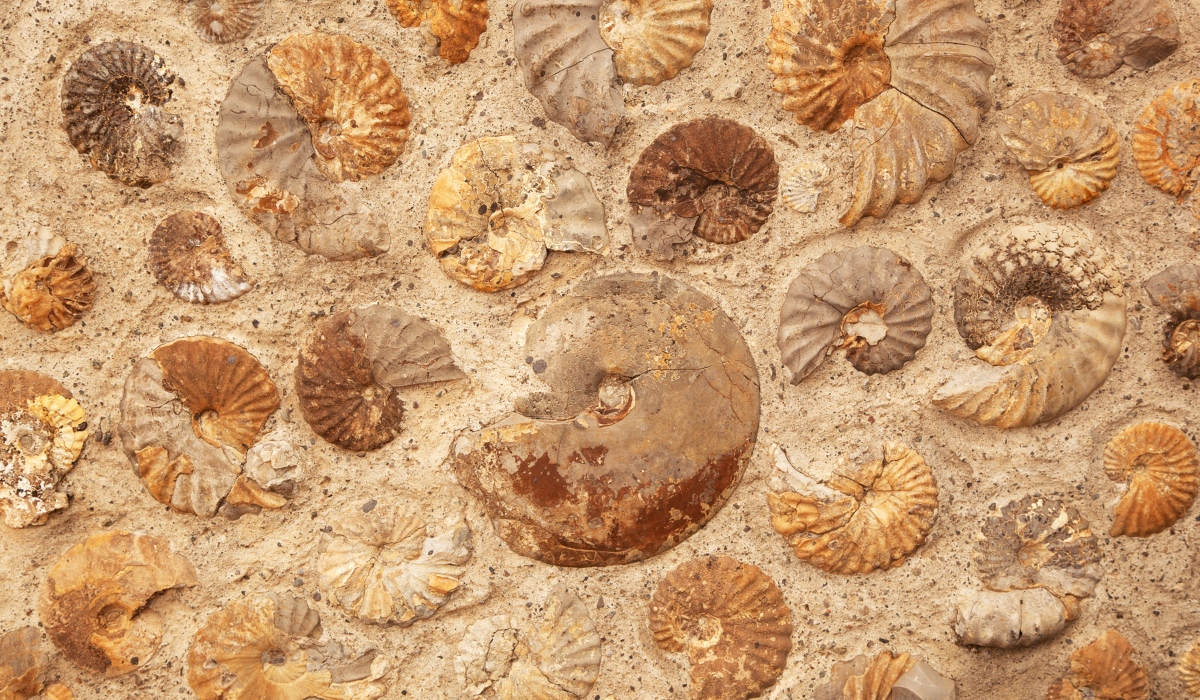 Collection of fossils