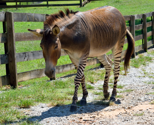 Zeedonk (offspring of a zebra and a donkey) 