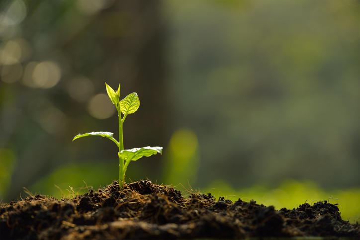 Plant sprouting from the soil.