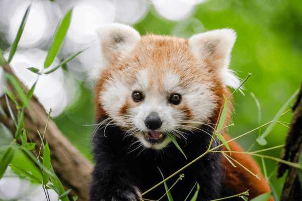 red panda