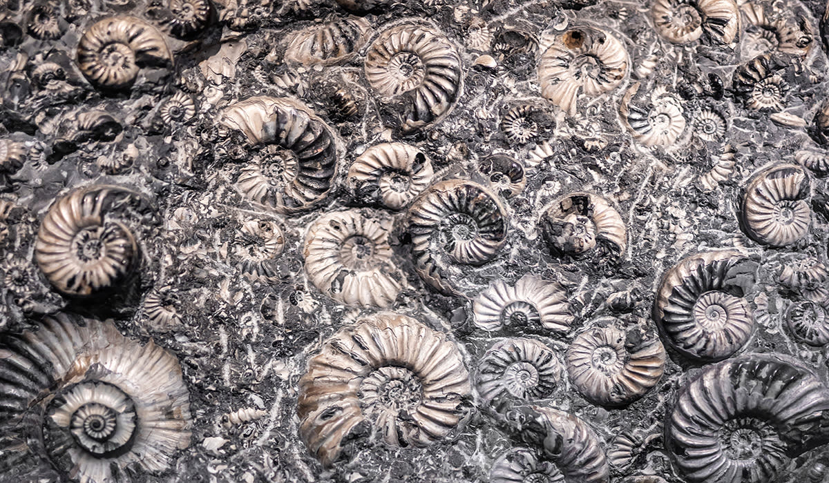 Ammonite fossils in rock