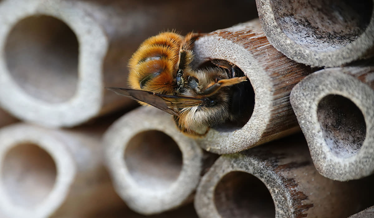 Bee in insect hotel